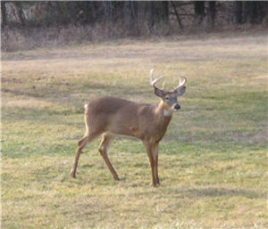 illinois-trophy-ranch-buck-in-back-yard illinois-trophy-ranch-buck-in-back-yard