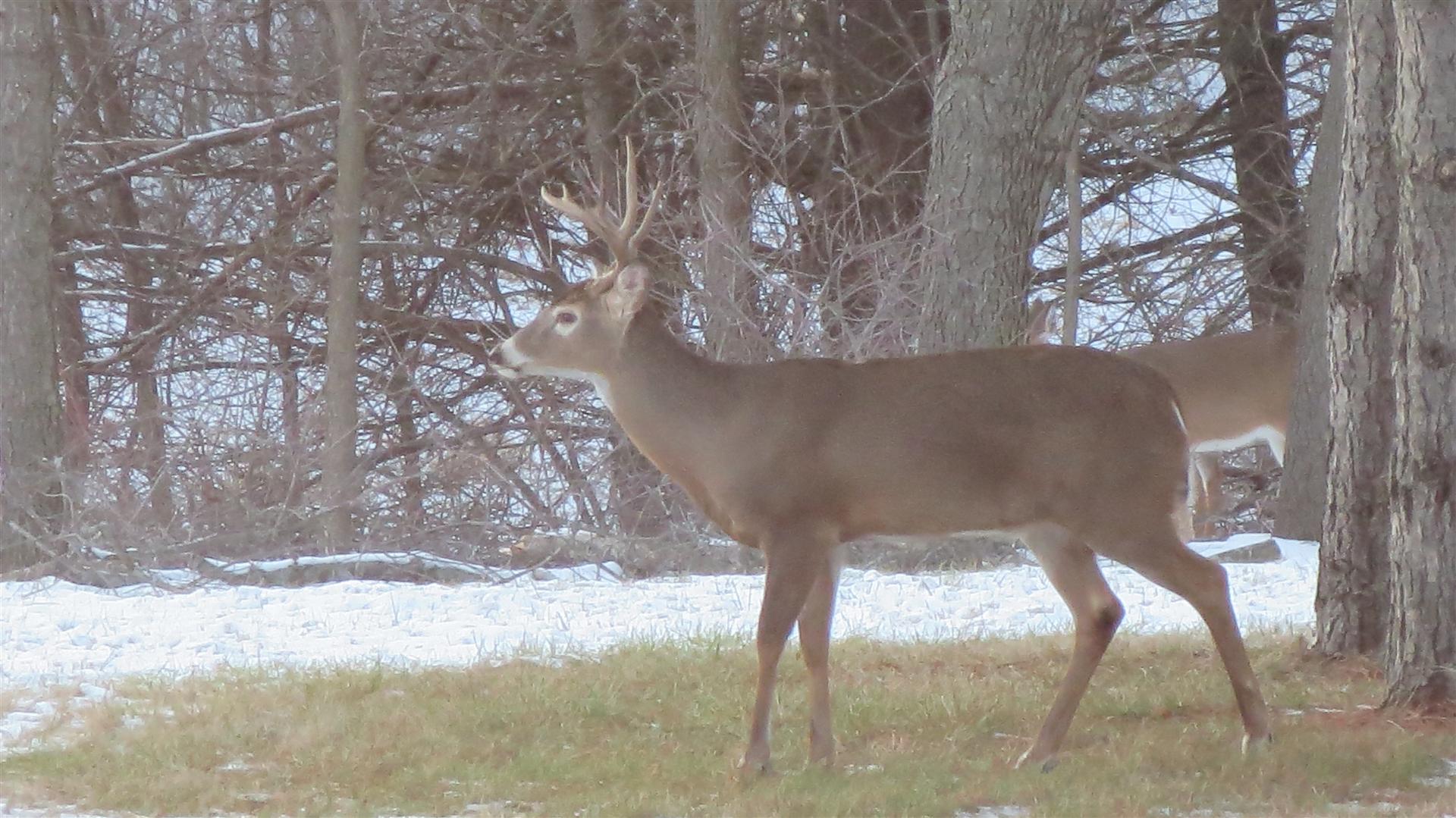 Buck Standing In Back Yard