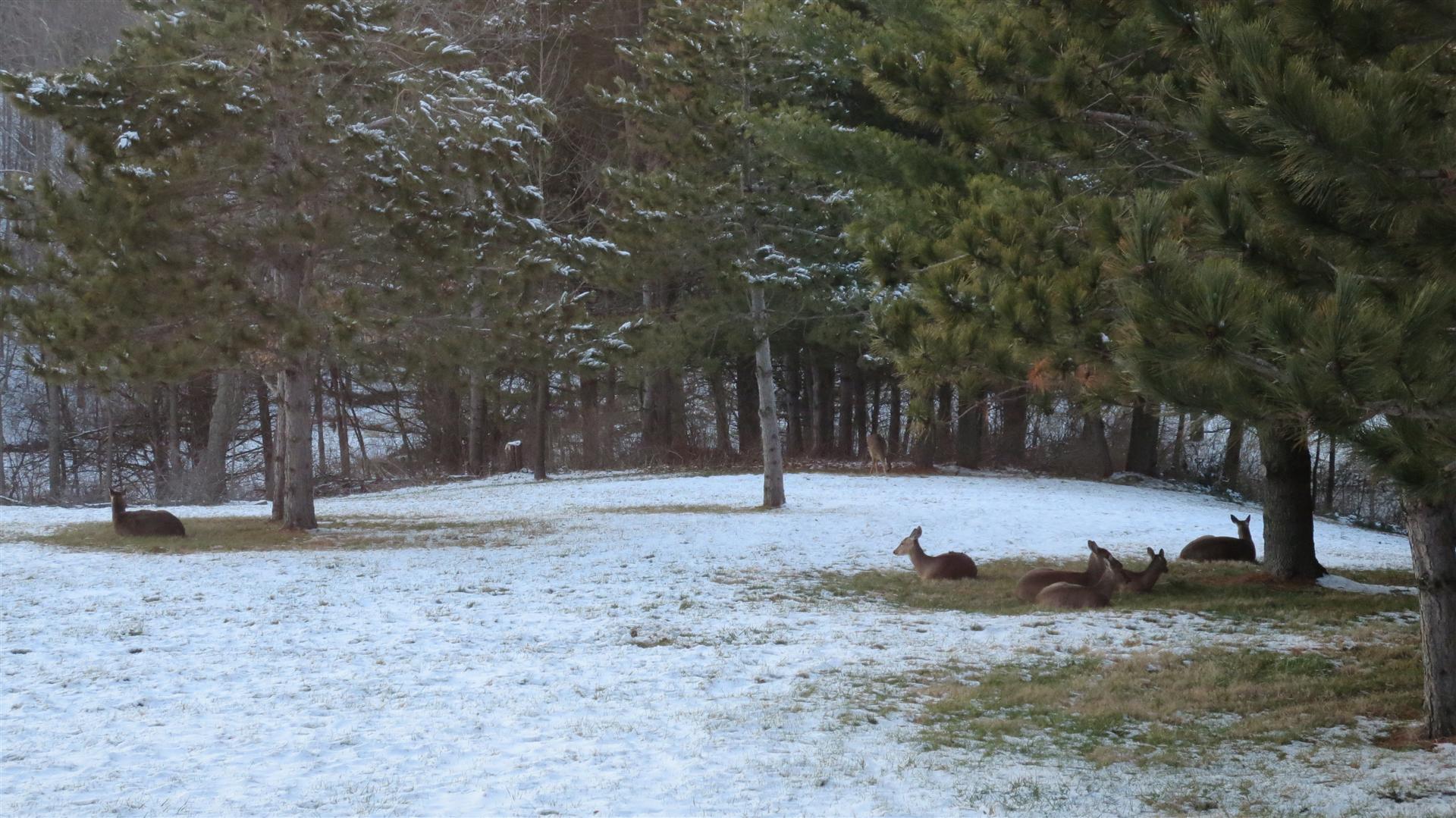 Deer Laying In Back Yard - Some Standing Farther Back - 1