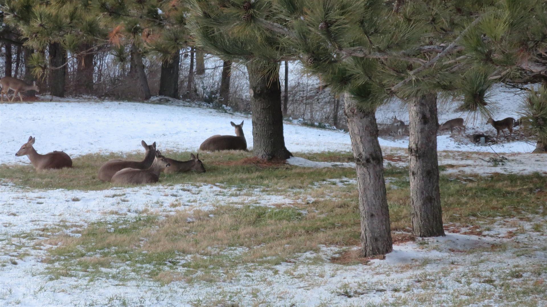 Deer Laying In Back Yard - Some Standing Farther Back - 2