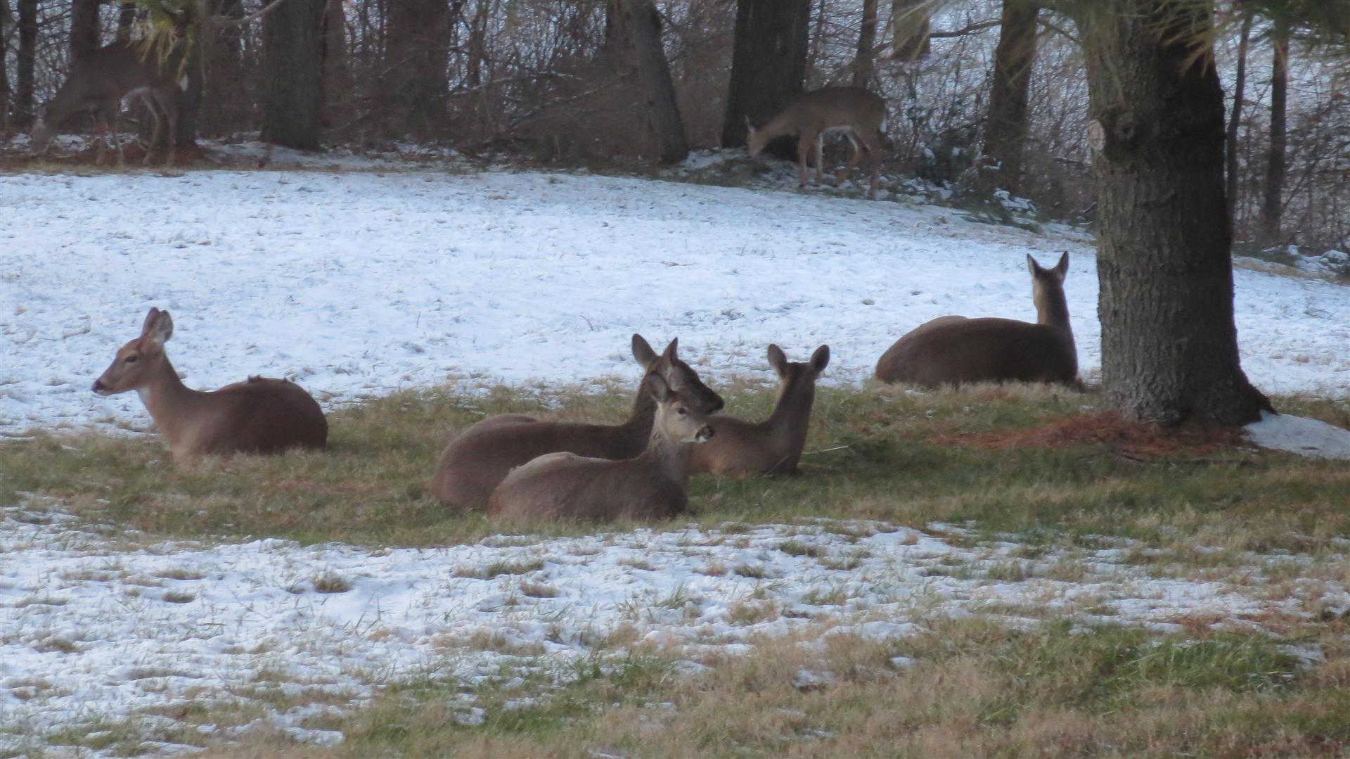 Deer Laying In Back Yard - Some Standing Farther Back - 3