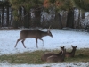 3 Does Watching Buck Walk By