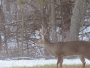 Buck Standing In Back Yard - Antlers