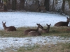 Deer Laying In Back Yard - Some Standing Farther Back - 4