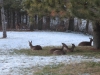 Deer Laying In Back Yard - Some Standing Farther Back - 6