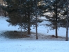Deer Laying Under Pines - 2