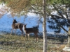 Deer Standing Under Pines - 1