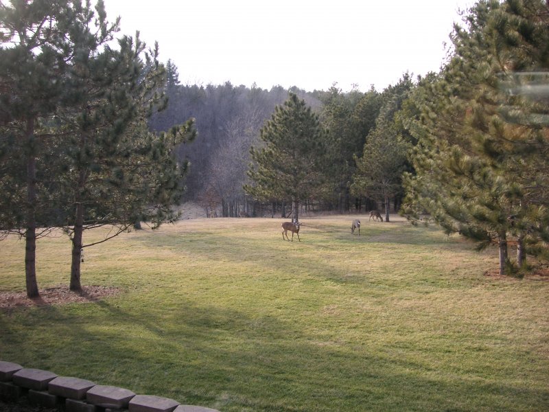 Quad City Home With Acreage Deer (Bucks) in Back Yard