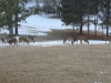 at-least-16-deer-in-yard-toward-cottonwood-3-medium