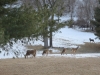 at-least-16-deer-in-yard-toward-cottonwood-5-medium