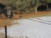 deer-laying-under-trees-turkeys-in-back-yard-from-kitchen-window-2-medium