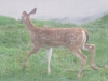 fawn-by-building-zoom-1