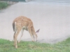 fawn-by-building-zoom-2