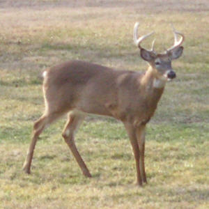 Buck With Antlers at Home With Acreage For Sale Quad Cities Illinois
