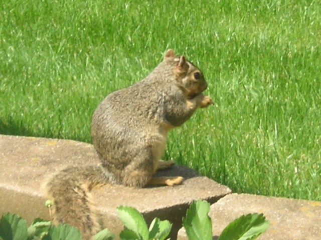 Squirrel Munching Stolen Strawberry