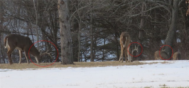 3 bucks in backyard of illinois hunting land with home for sale