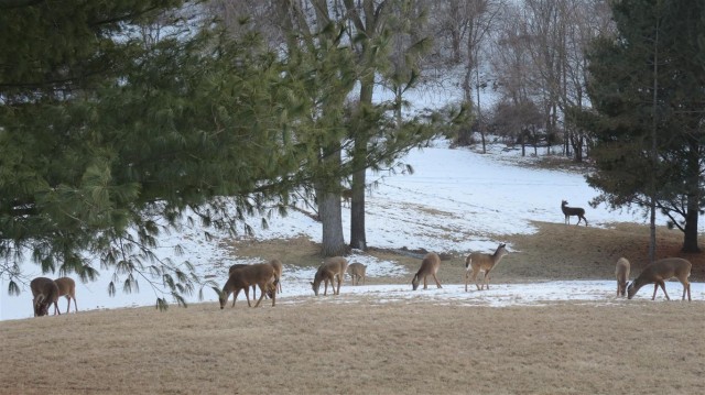 At Least 16 Deer In Yard Toward Cottonwood