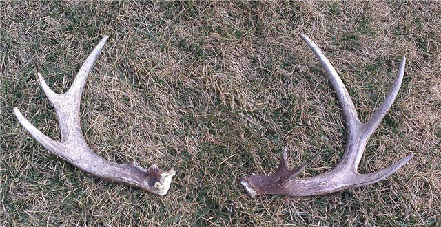 more-antlers-land-for-sale