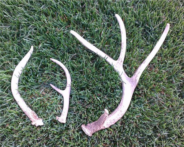 3 antlers found 2017 antler hunt property for sale quad cities